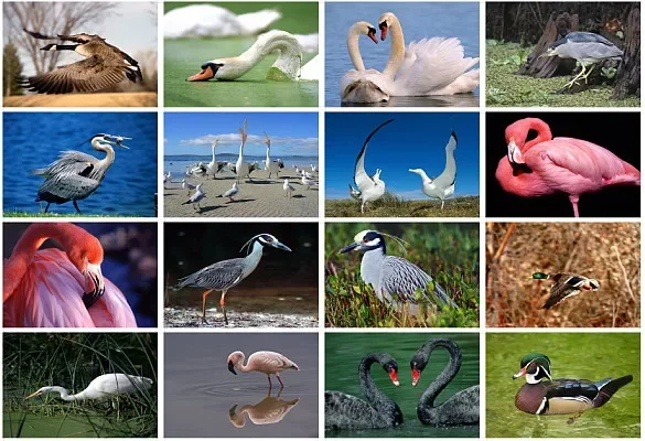 Открытки с птицами, лебедями, фламинго, дикой природой 16 шт./компл. Изображение 0