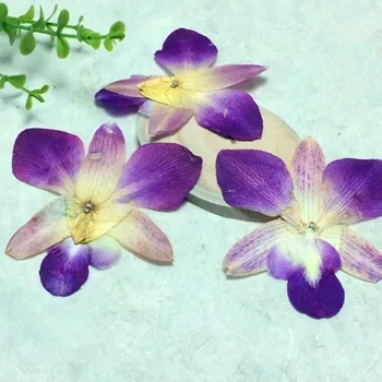 Натуральный Образец Растения Сушеный Цветок Орхидея Украшение Дома Свадебный Цветок Изготовление Чехла Для Телефона Украшение