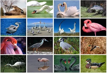 Открытки с птицами, лебедями, фламинго, дикой природой 16 шт./компл.
